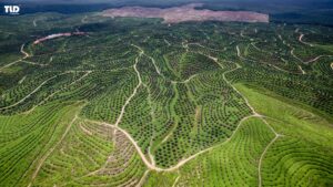 The Implications Of Indonesia's B50 Biodiesel Policy For The Chemical Additives Sector In The Plastics Industry