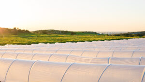 Why PE Agriculture Film Is Essential For Sustainable Agriculture Systems