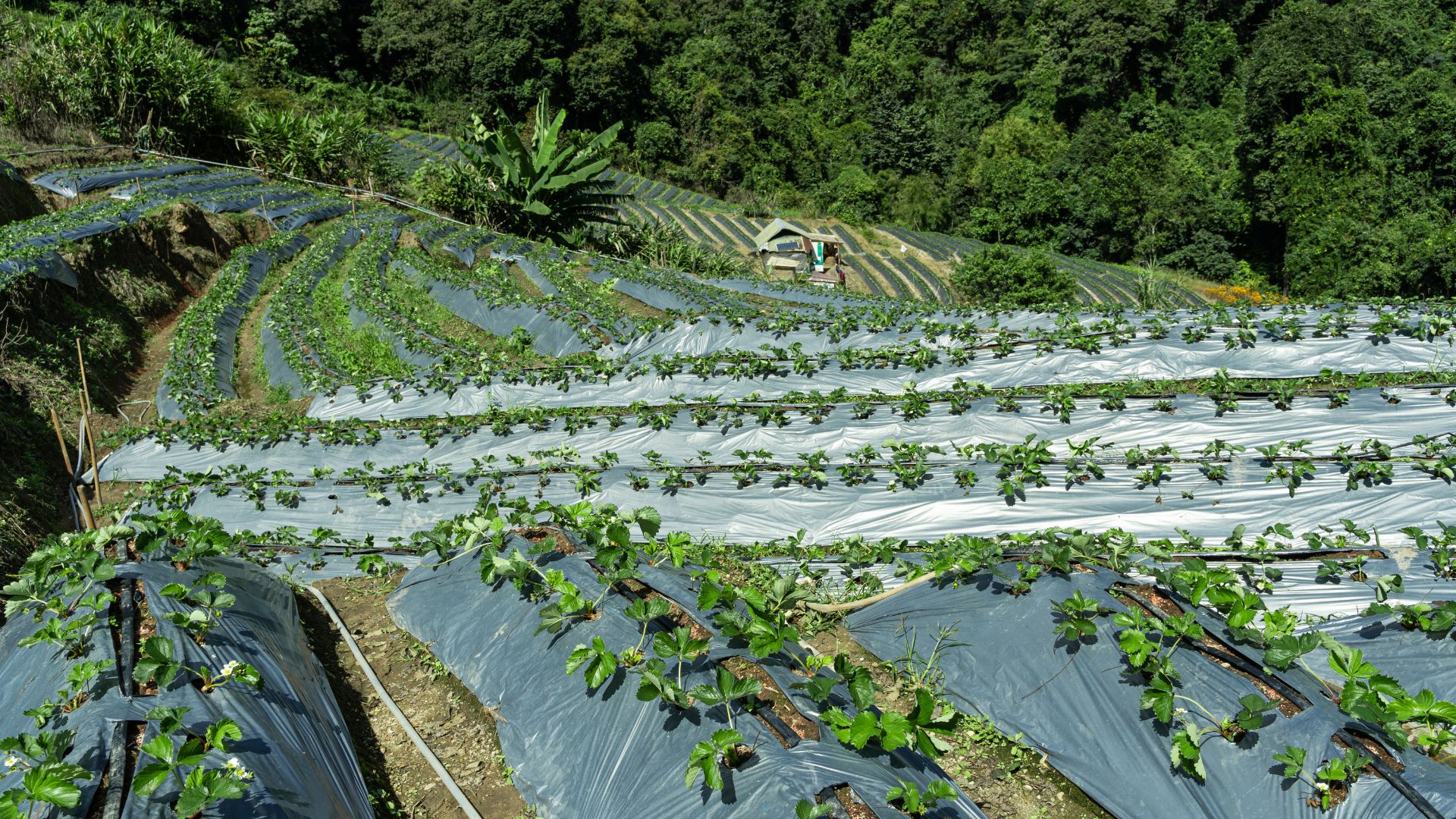 Mulch film improves crop growth by retaining moisture and controlling weeds