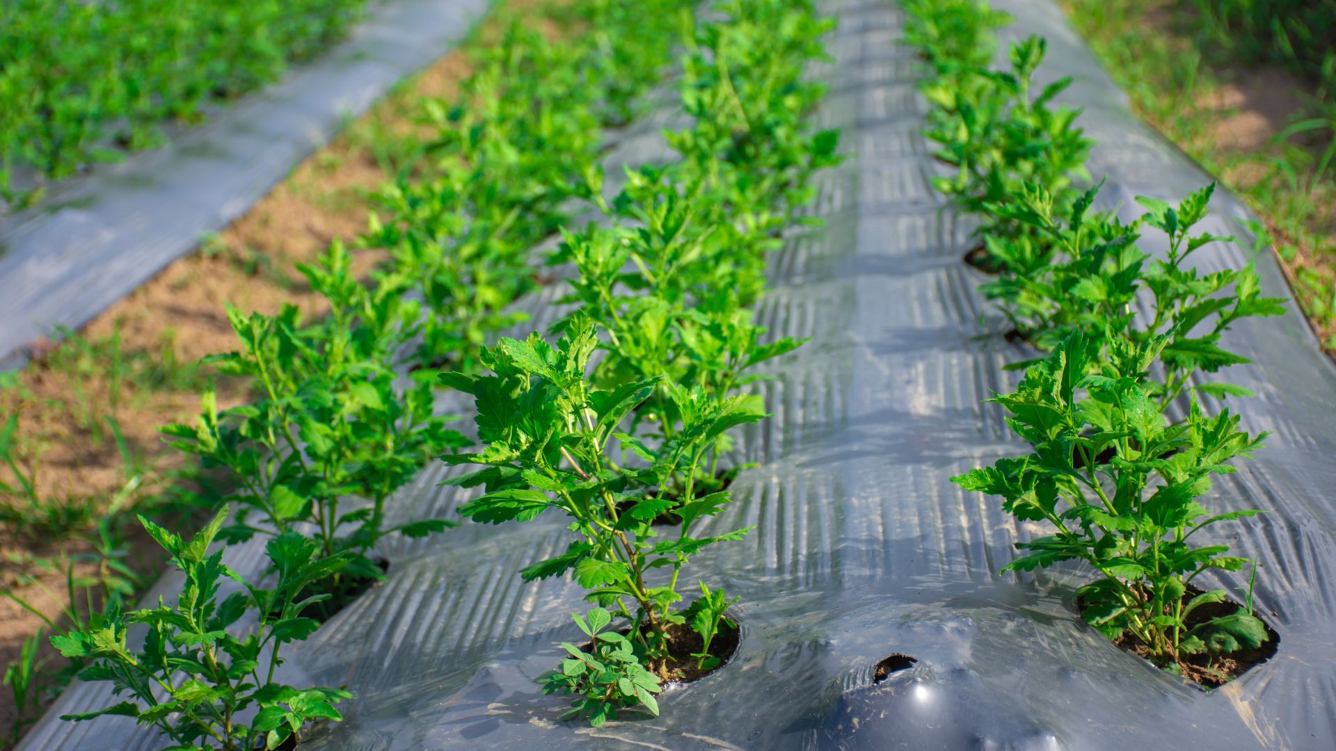 Mulch film improves farming efficiency